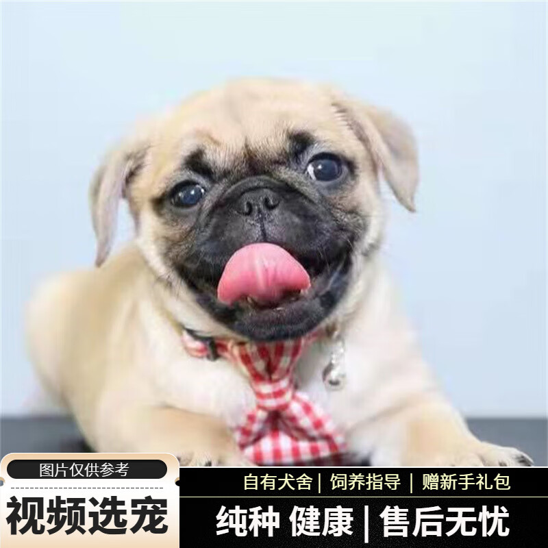 宠六福纯种巴哥犬幼犬宠物狗狗活体小狗活物幼崽哈巴狗 宠物级 母