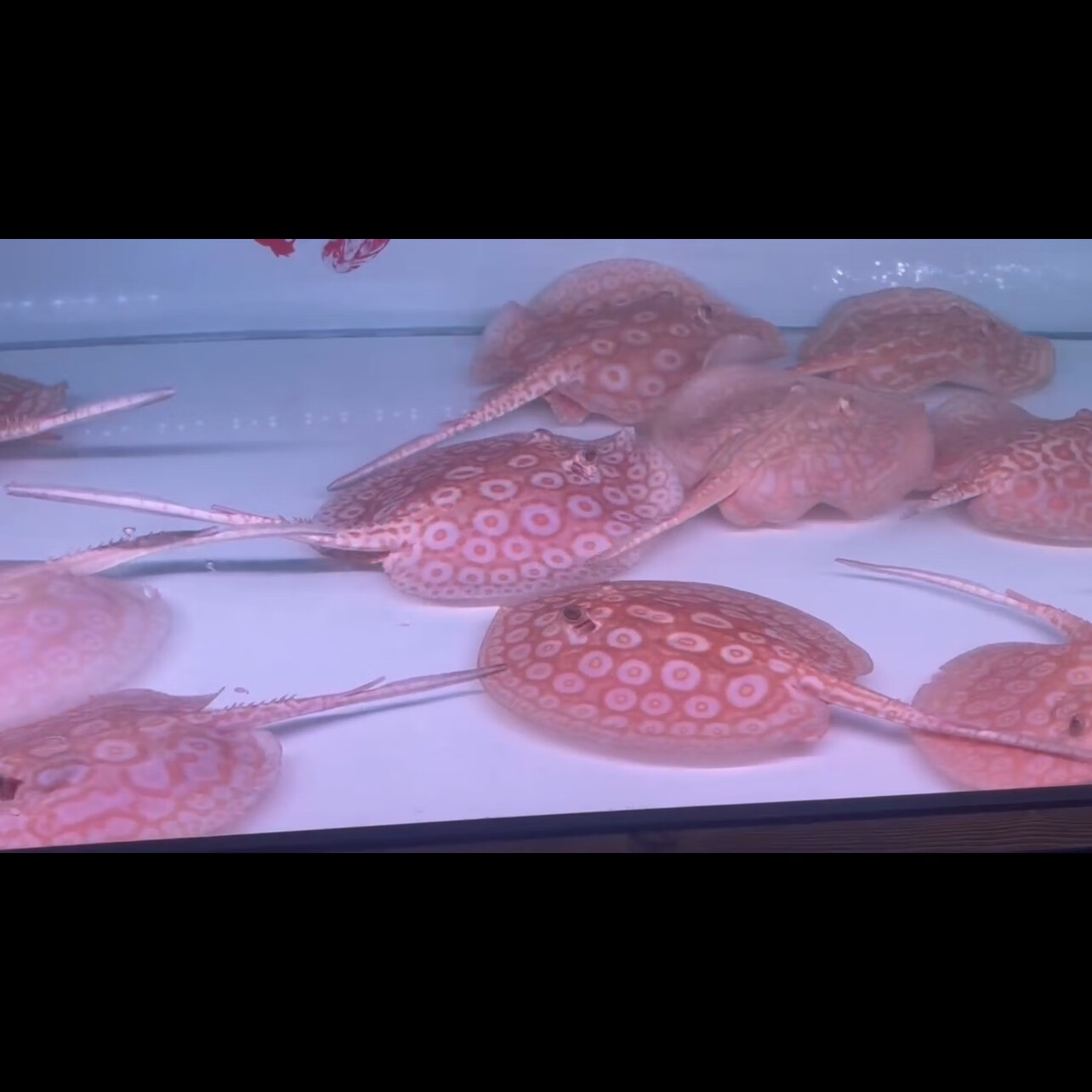 活体米克斯缸鱼黑帝珍珠鱼底层观赏鱼龙鱼配鱼热带鱼 赤瞳白子魟鱼 14