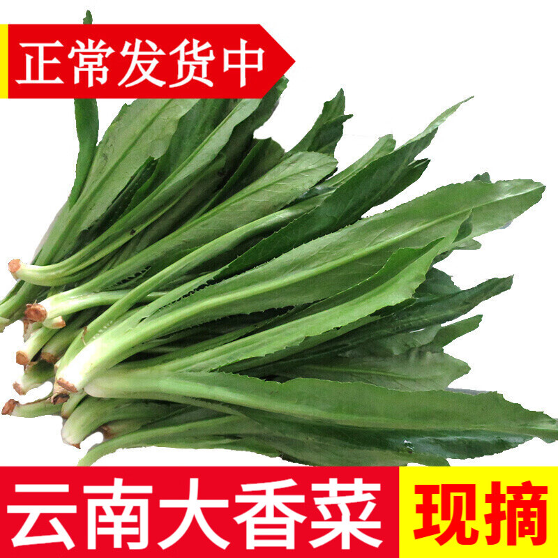 辰實(shí)云南大香菜 德宏緬芫荽 刺芫荽 傣族傣味香料 新鮮蔬菜 500g【新鮮云南大香菜】