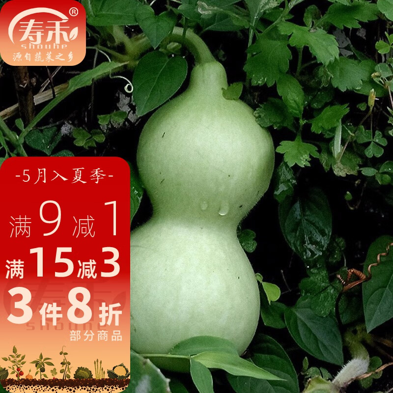 寿禾 葫芦种子大全特大文玩手捻水瓢瓜食用迷你巨型特小把玩春冬季 大