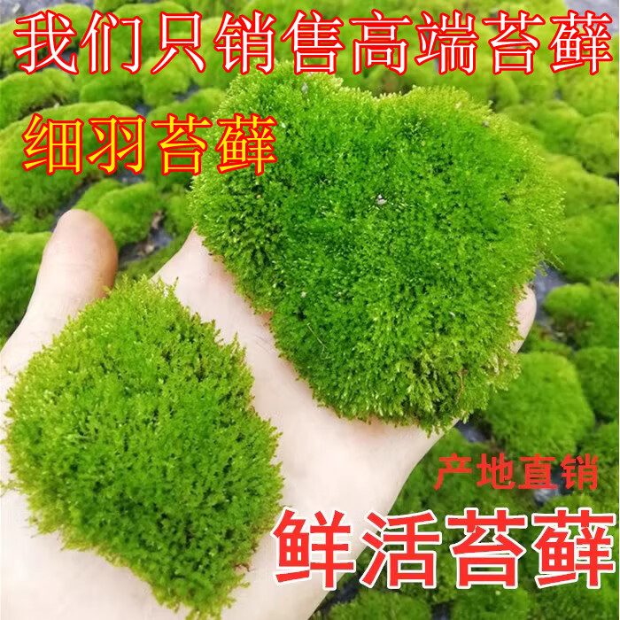 ����̦޺΢�����ʻ���̦ϸ��޺΢�쾰ˮ½�׼�ɽ��������ֲ���辰���� ϸ��̦޺10�У��ʻ�8cm*11cm��