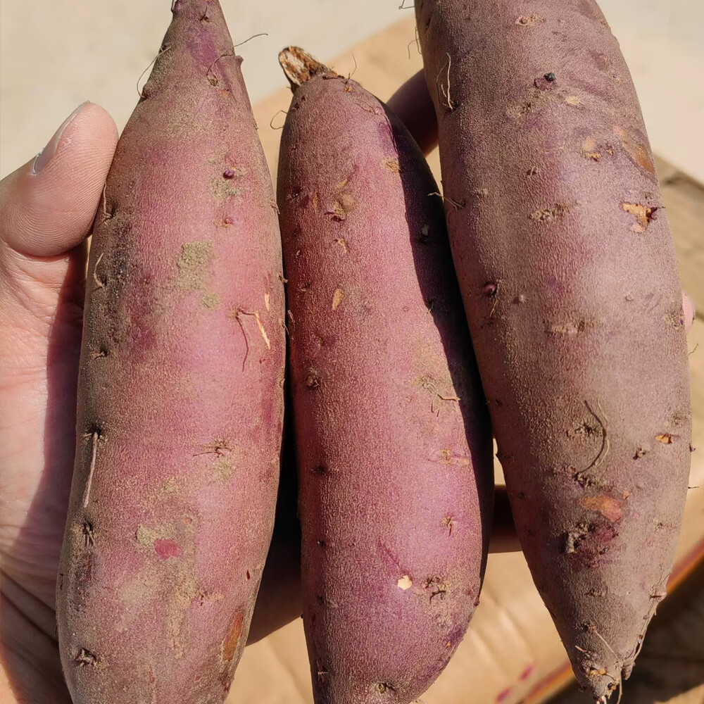 玛莎莉红薯黄金蜜薯5斤沙地地瓜糖化烤红薯无丝软糯香甜板栗黄心 5斤