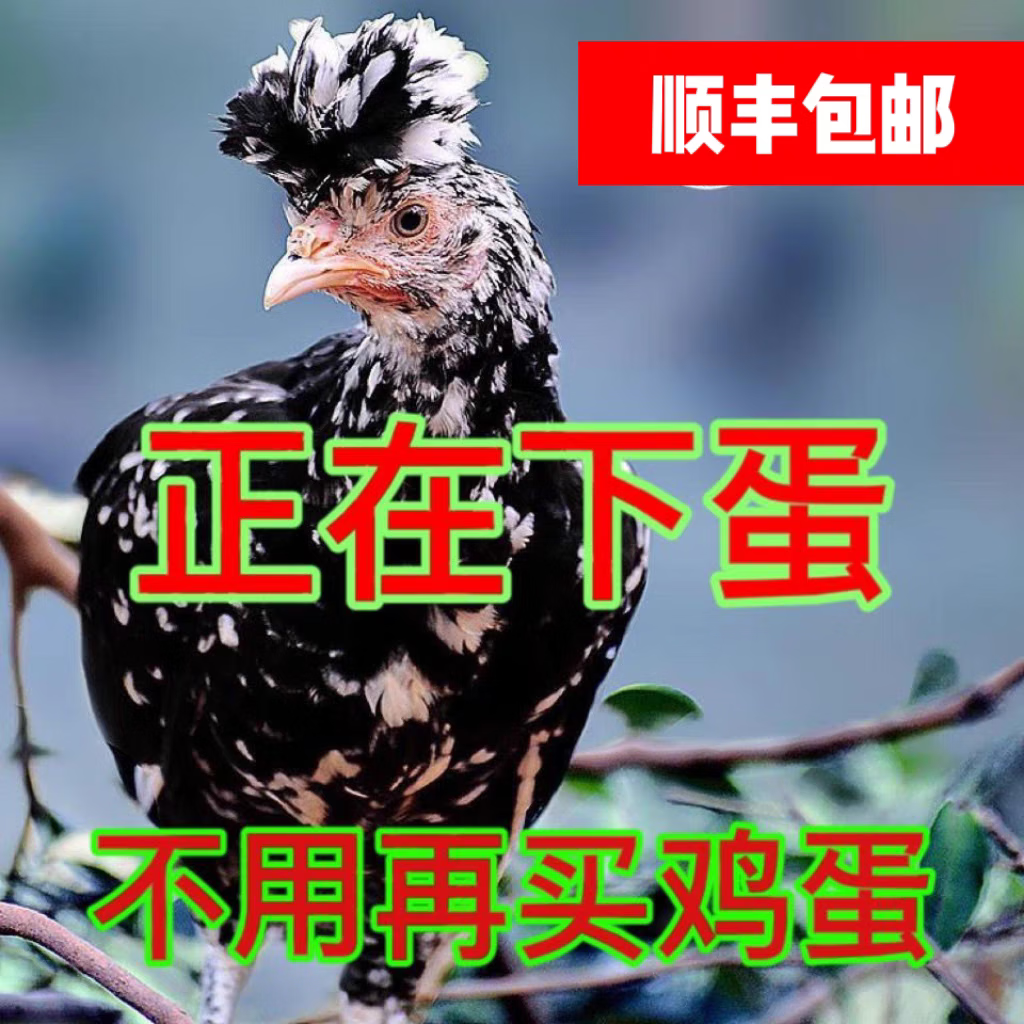 成年贵妃鸡(1只)公母备注