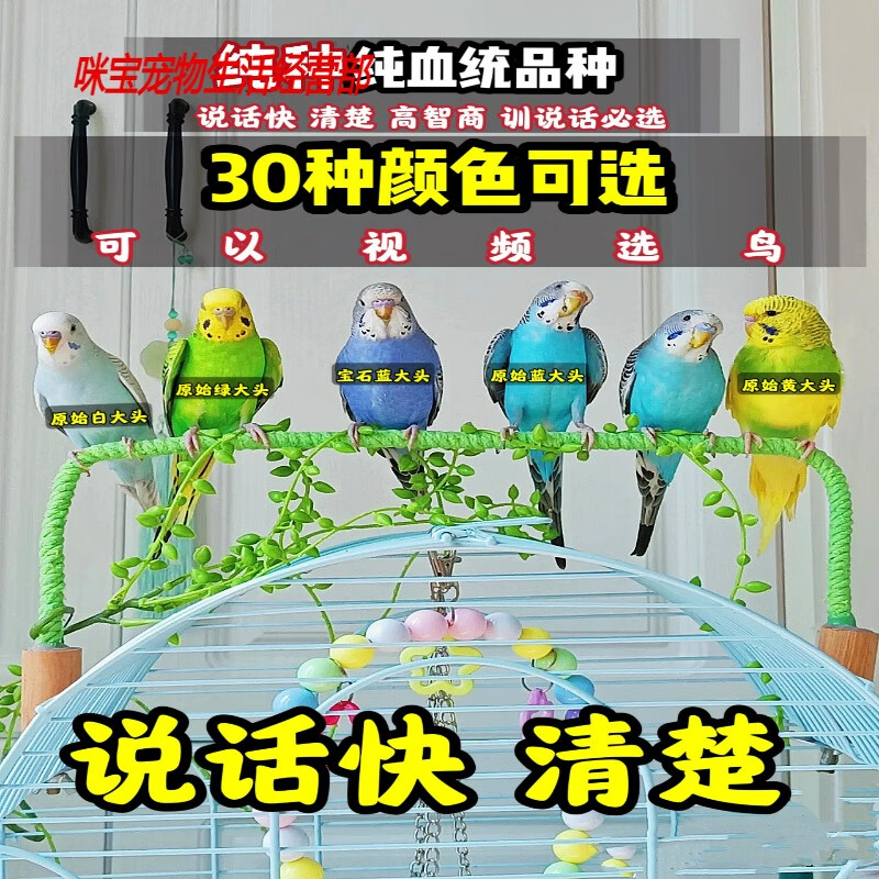 的鹦鹉手养大头宠物幼鸟玄凤活物牡丹观赏下单 大头虎皮顶配纯种基因