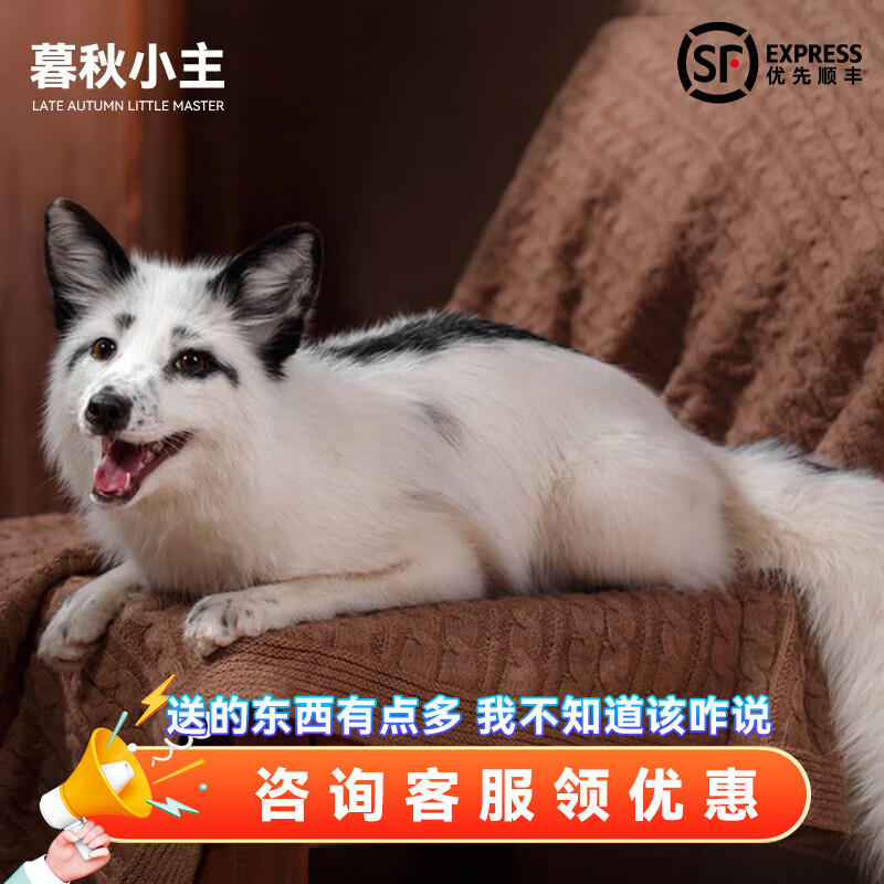 暮秋小主网红家养狐狸活体幼崽雪狐白狐白化熊猫狐冰岛狐宠物狐狸活物