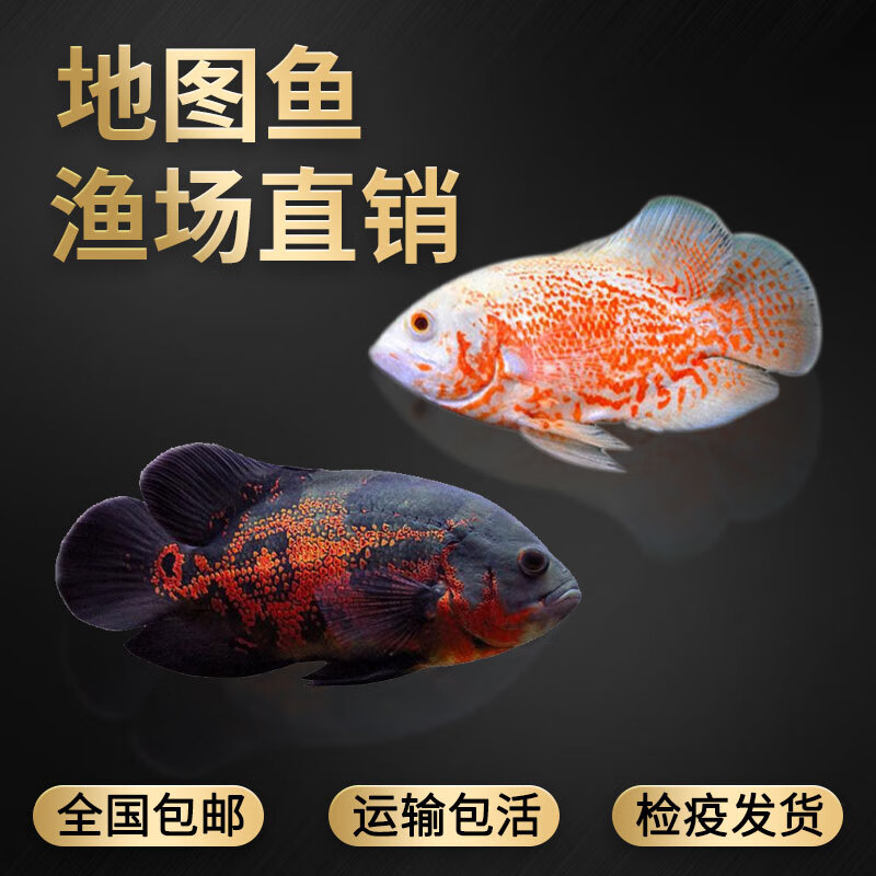 渔阁坊热带观赏鱼淡水鱼黑地图白地图鱼猪仔鱼活体龙鱼鹦鹉鱼发财鱼配