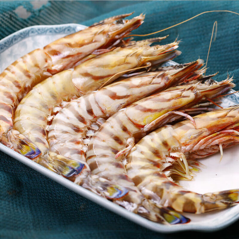 clcey京沭竹节虾 鲜活冷冻东海 特大海虾 斑节虾 九节虾 1袋  500g