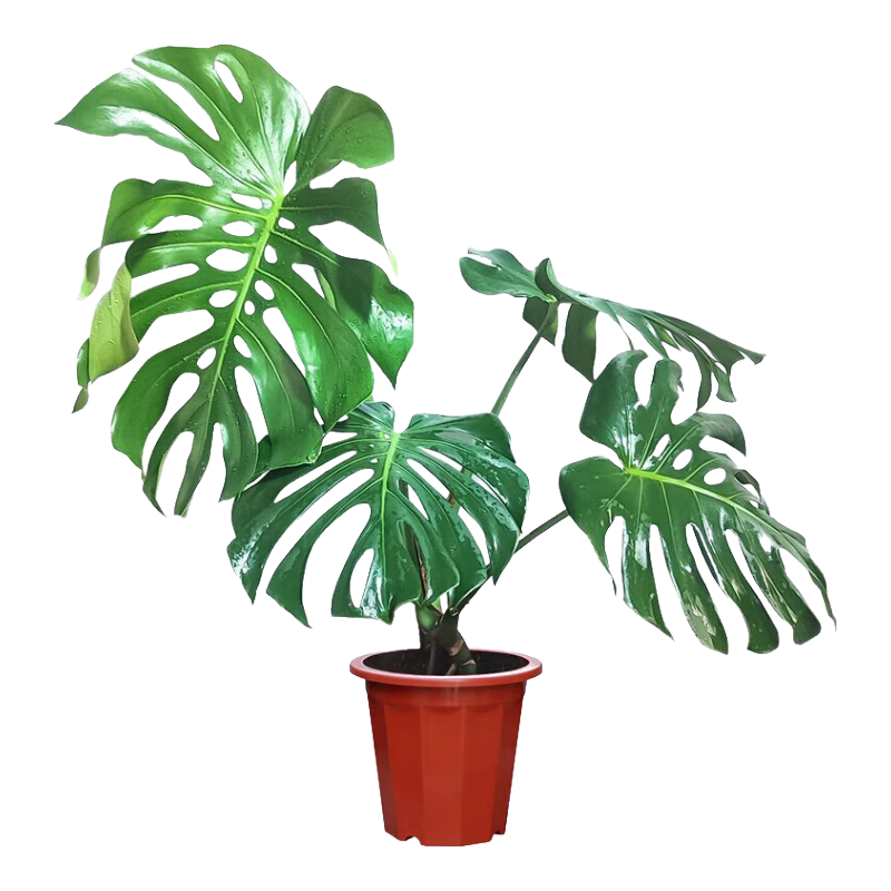 ���ڲ�����˫�˹걳�������ֲ���԰칫�ҿ�������70-90cm��׮4Ҷԭ��Դͷֱ��