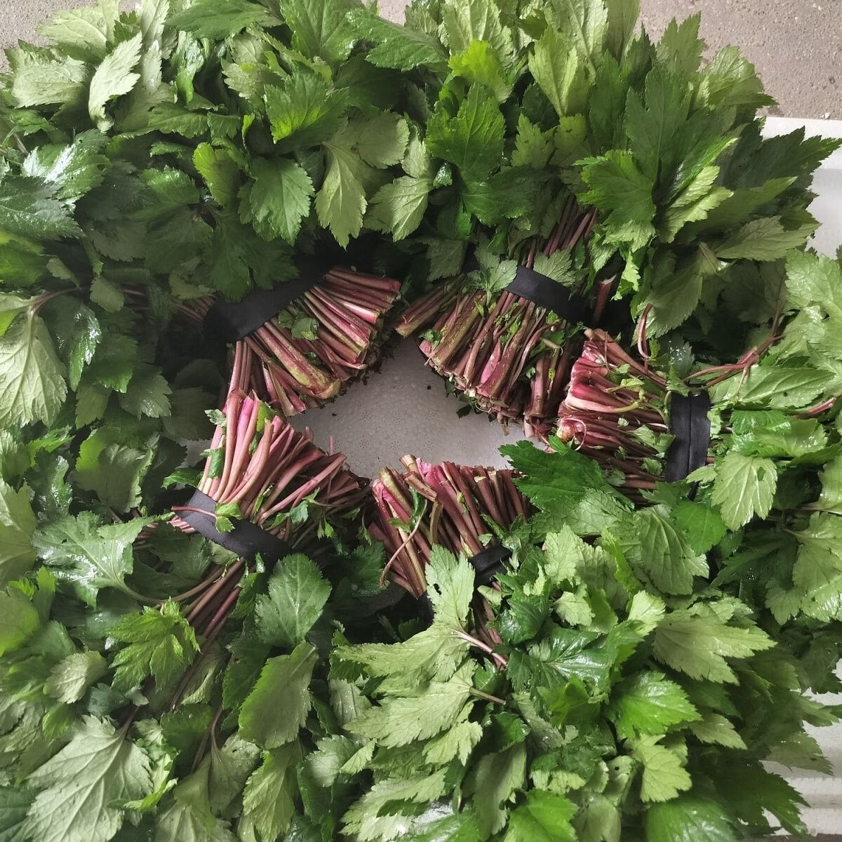 新鲜红艾叶珍珠菜当天采摘食用清肺明目降肝火泡沫箱加冰袋包装 500克