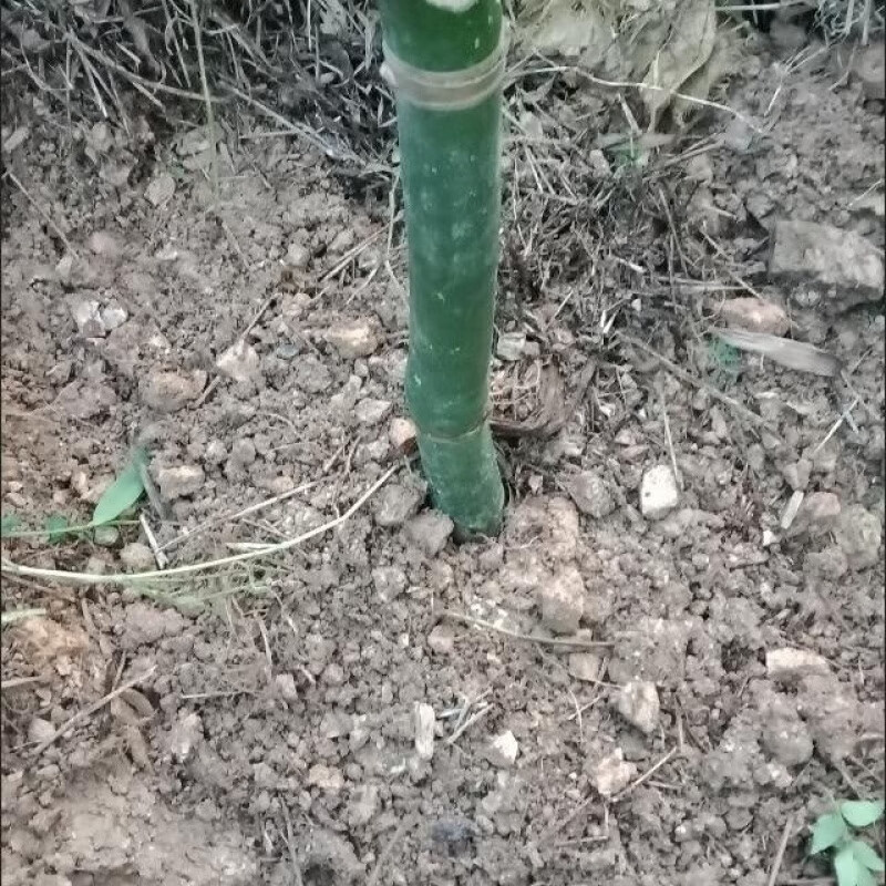 食用绿竹笋苗基地直销好养竹子树苗 甜竹笋苗1棵 带根系发货好养易活