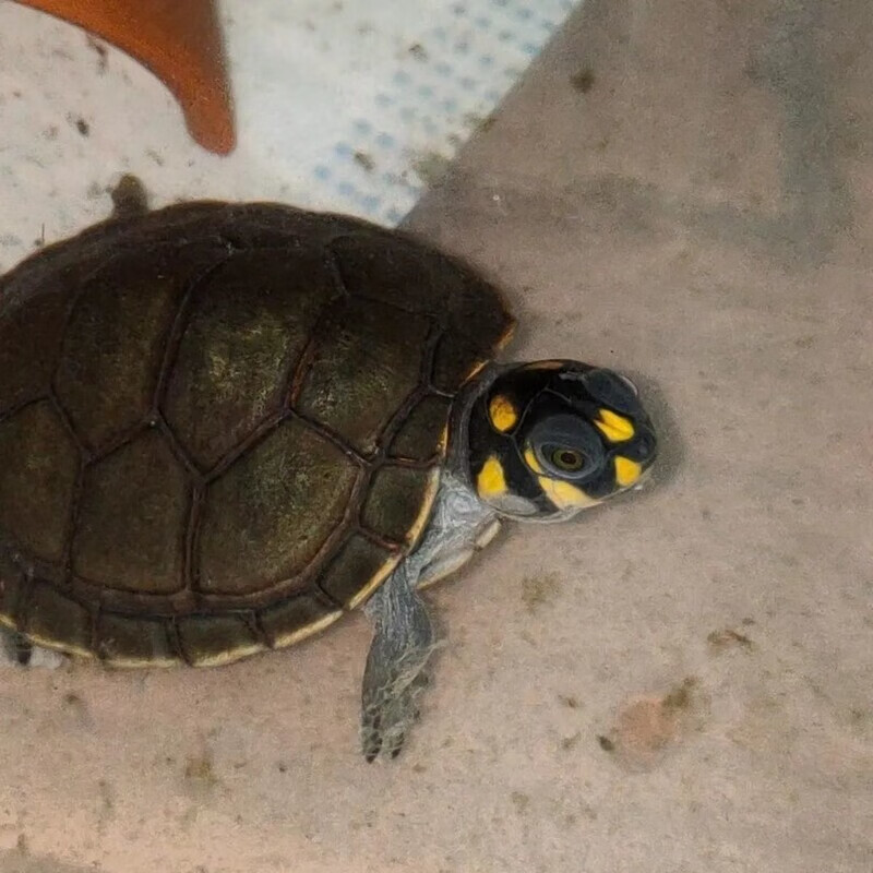 忍者神龟黄头侧颈龟受精孵化蛋包受精包孵化小乌龟 黄头龟蛋1枚 受精