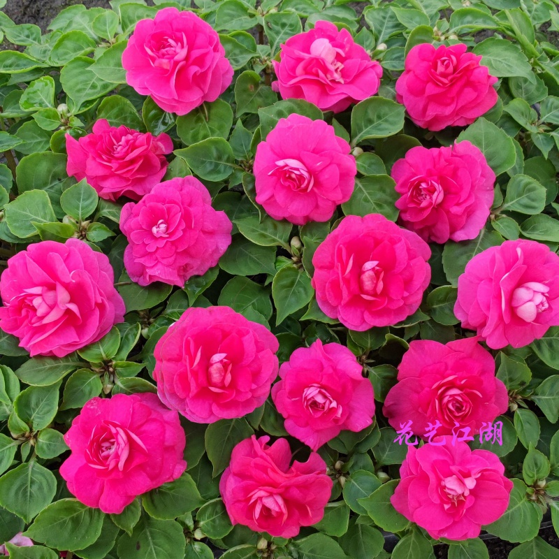 秋颖非洲凤仙四季开花水梅花 盆栽 室内办公室好养 玫红色 13cm盆