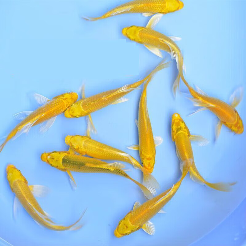 墨一长尾黄金龙凤日本锦鲤种大小观赏鱼冷水包活体 长尾10-12cm黄金
