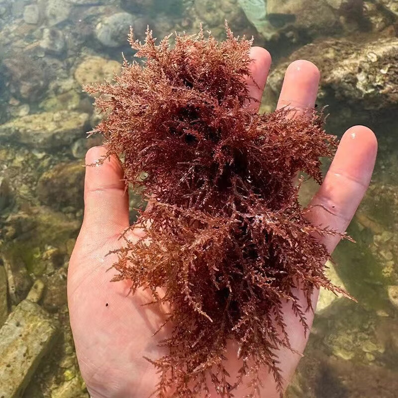 海缸海藻高等藻葡萄藻羽毛藻纲丝藻火焰藻气泡藻除no3净化水质 鹿角藻