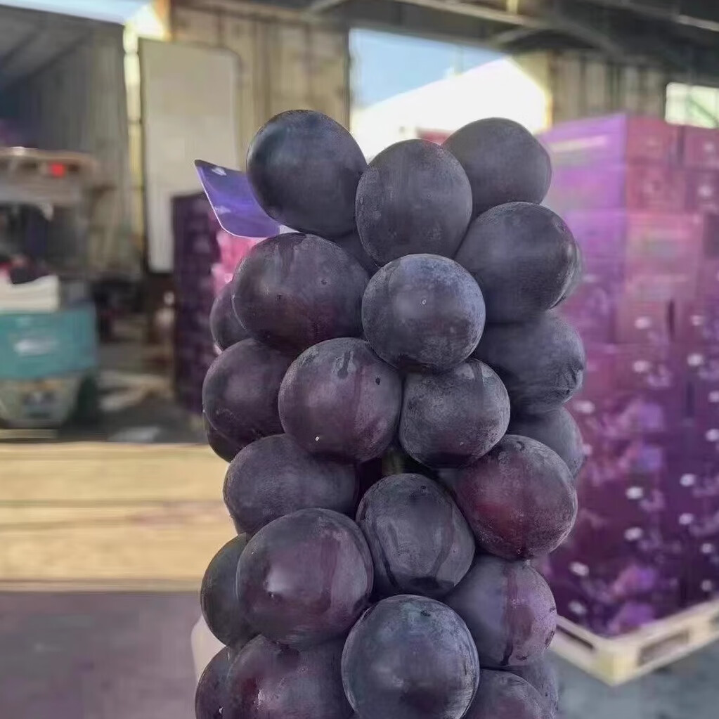 寒与会日本品种黑藤巨峰葡萄大颗粒甜蜜辽峰猫眼巨峰当季大葡萄孕妇