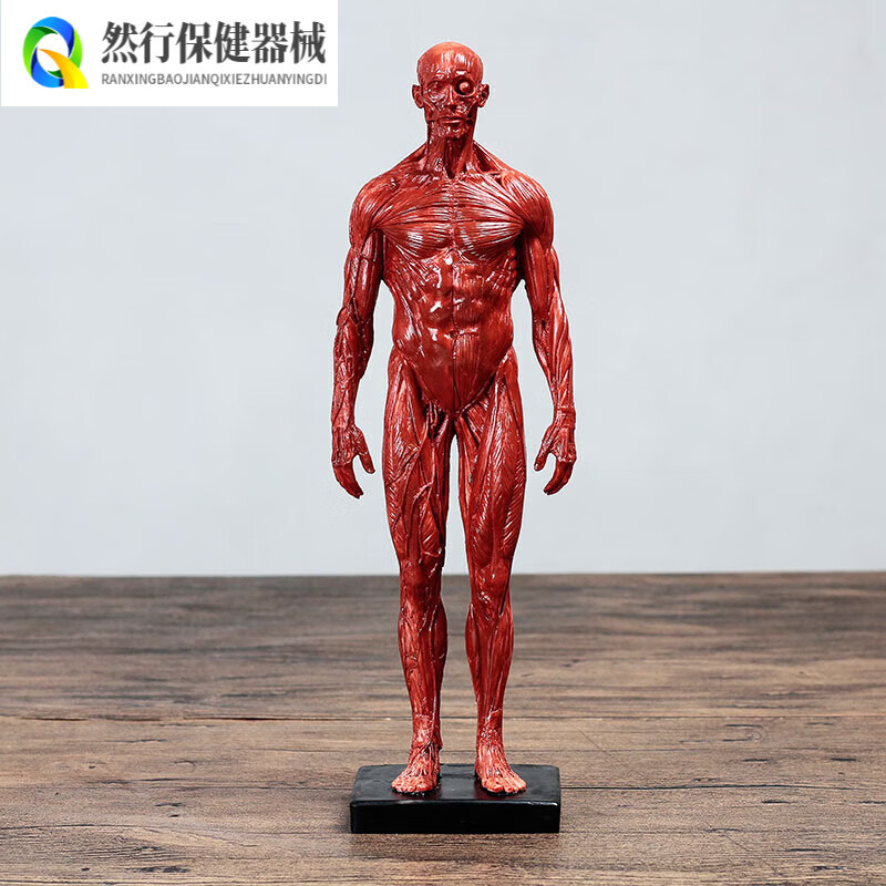 人體肌肉模型骨骼繪畫參考標版解剖美術臨摹雕塑仿真藝用人體模型 男肌肉紅色