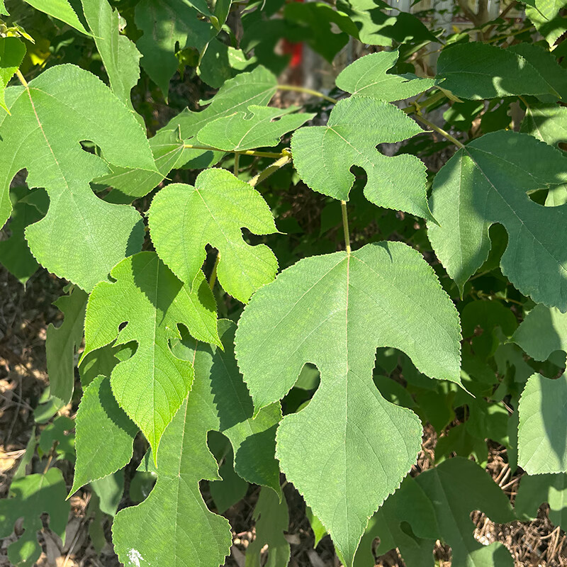 构树叶新鲜现摘500克广西中草药材楮桃树楮实子皮肤皮炎湿桢 新鲜现摘