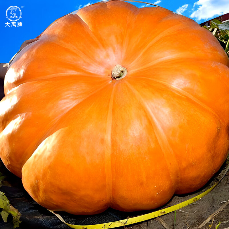 大禹巨型南瓜种子特大超大菜瓜籽 巨型南瓜种子1粒 试种不划算