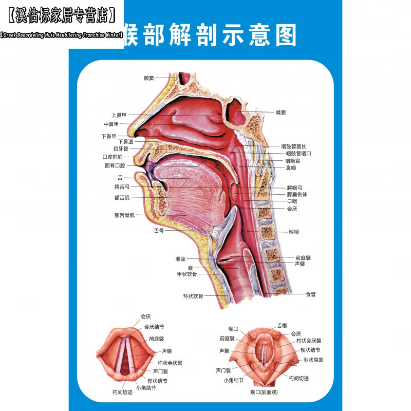 耳鼻喉构造挂图 喉部解剖示意图医院耳鼻喉解剖图人体穴位图中医 喉部
