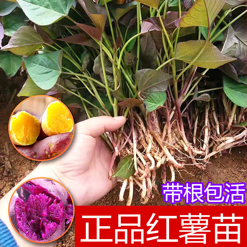 山东正宗红薯苗地瓜秧烟薯25号蜜薯苗西瓜红一点红玛莎莉黄心薯苗 2斤