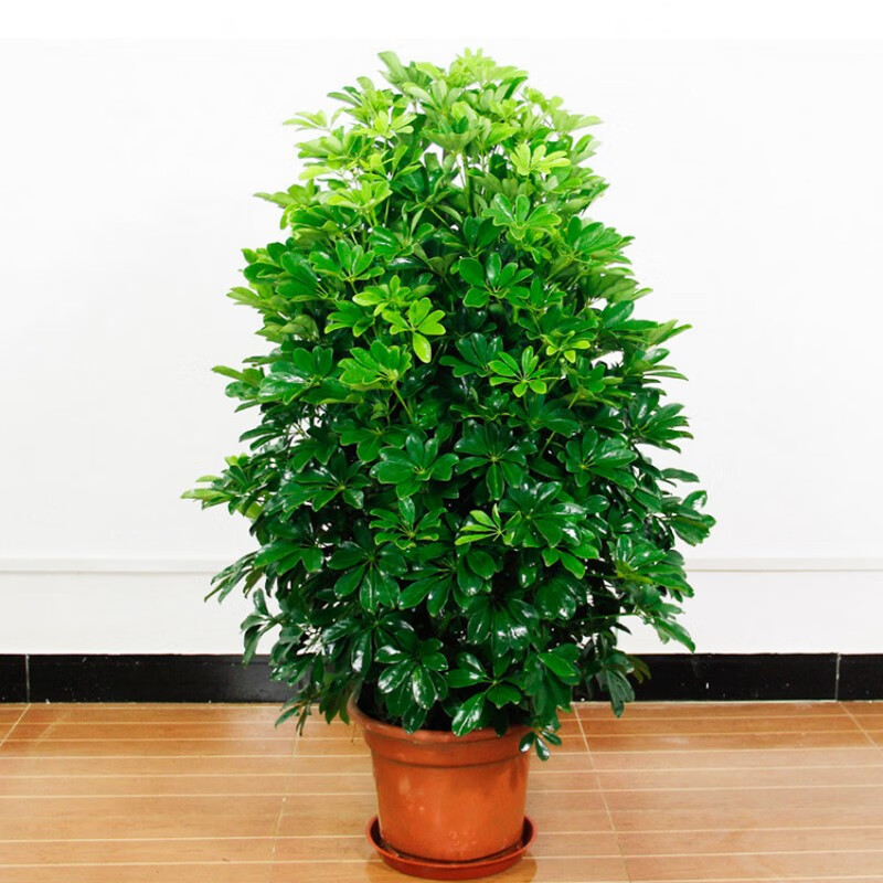 楓麥萱 鴨掌木盆栽苗 鴨腳木 鵝掌柴苗八方來(lái)財(cái)四季常青 原 1-1.2米高不含盆