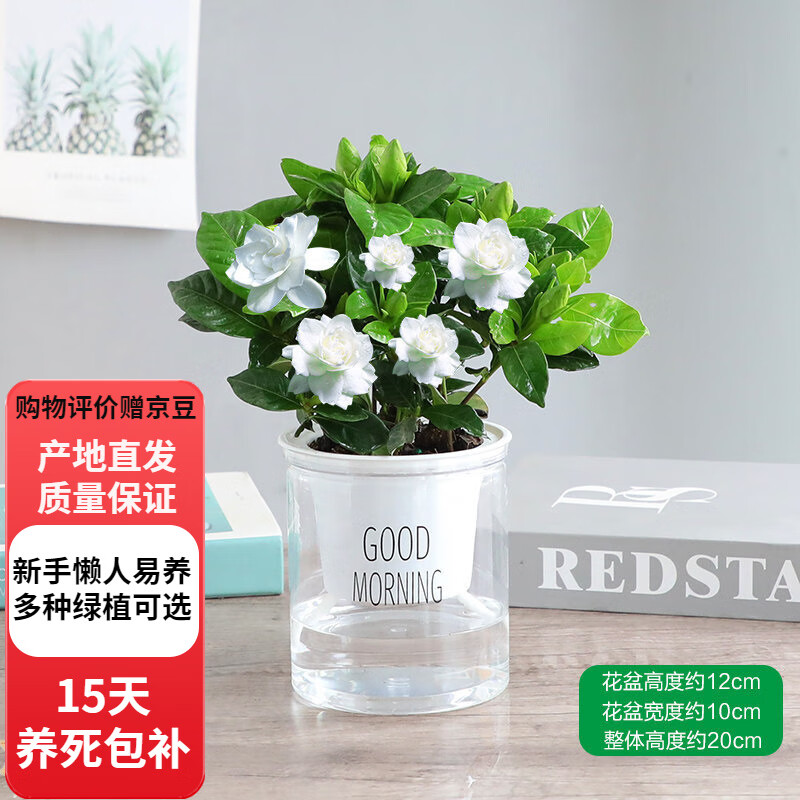 歐芽梔子花盆栽花卉植物室內(nèi)濃香辦公室水培綠植 梔子花(早安自動吸水盆) 含盆