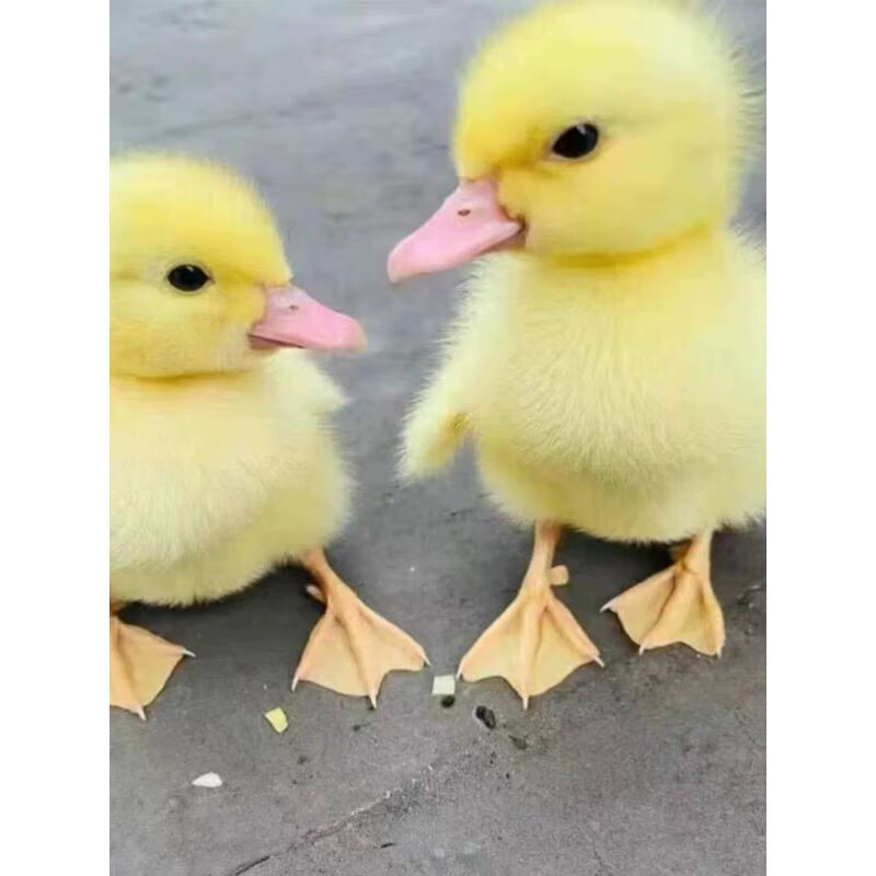 活宠物网红小黄鸭可达鸭活的可达鸭宠物幼崽活苗 一只小黄鸭 一只备损