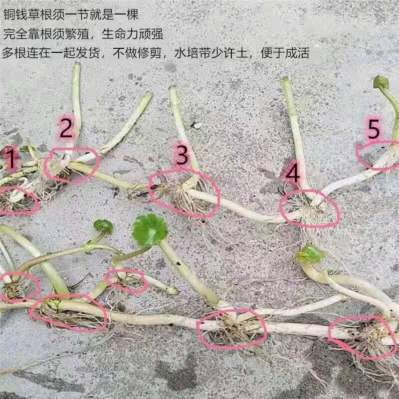纳格兰鱼缸水培植物净化水质铜钱草盆栽花卉绿植绿萝吊兰金钱草水培