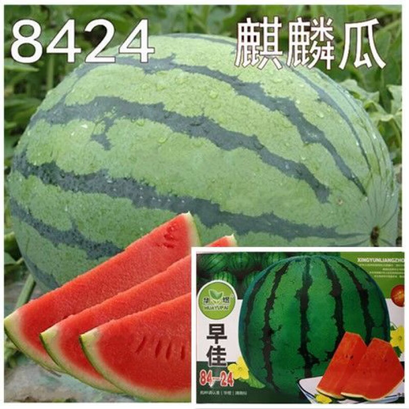 【早佳8424西瓜种子】一包约40粒