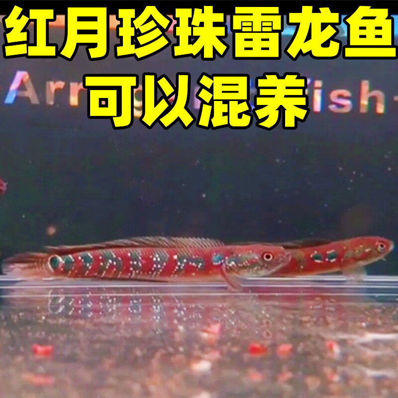 观赏七星鱼彩虹雷龙鱼耐养冷水鱼淡水鱼凶猛红月雷龙 红月珍珠雷龙鱼2