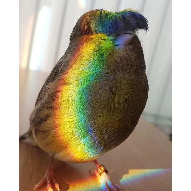 玉鸟小格鸟丝雀芙蓉鸟七彩文鸟虎皮鹦鹉叫辣椒绿桂皮鸟丝雀金丝雀