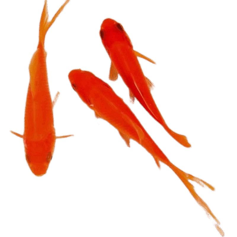 大型草金大草金金鱼鱼苗锦鲤冷水鱼观赏鱼不用加温草金鱼 红草6-8厘米