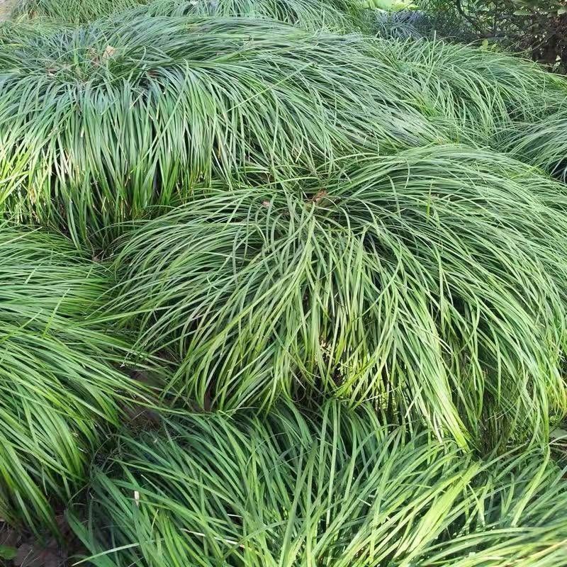 满船青细叶麦冬草玉龙草庭院绿化四季常青沿阶草耐寒耐阴中叶麦工程用