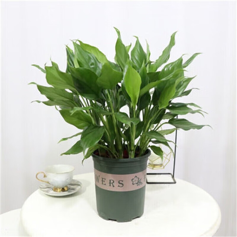 枫麦萱万年青 绿巨人盆栽 室内客厅大型盆景植物绿植花卉y  万年 万年