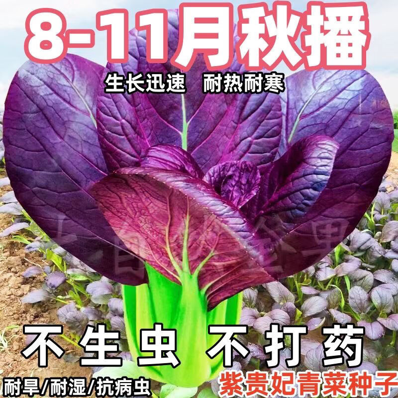 种植高产蔬菜紫罗兰油蔬菜种子大全 【四季紫色上海青种子】今年新种