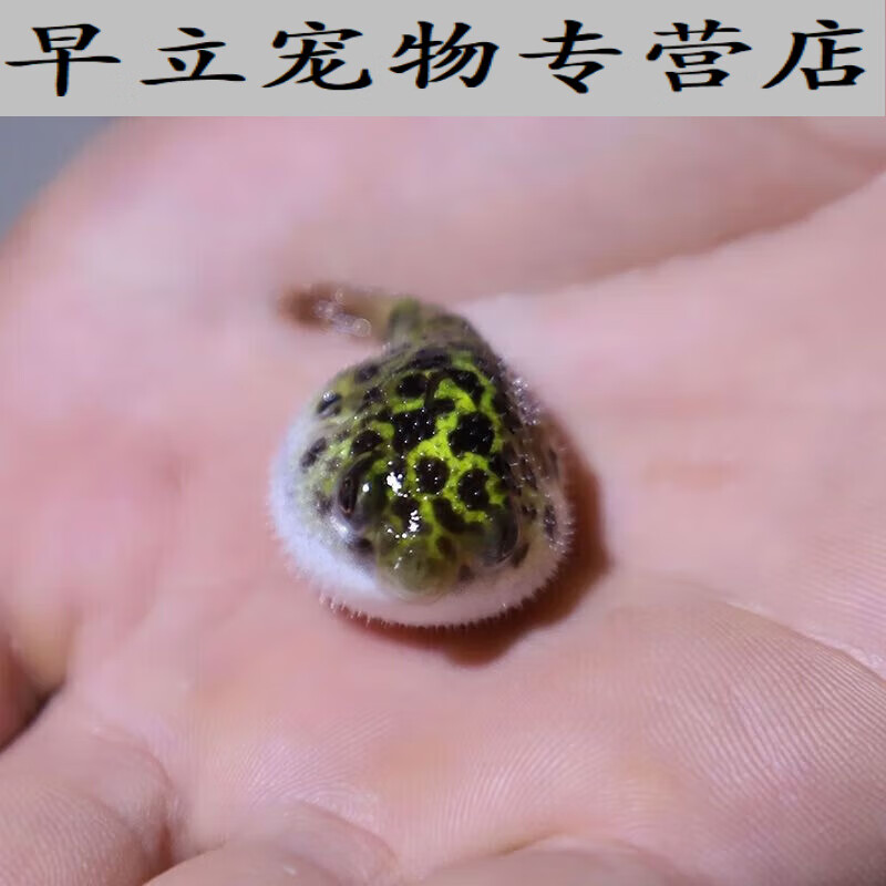 金娃娃气泡鱼鼓气鱼潜水艇热带生气鱼绿小 要温度20度已上温度才能养