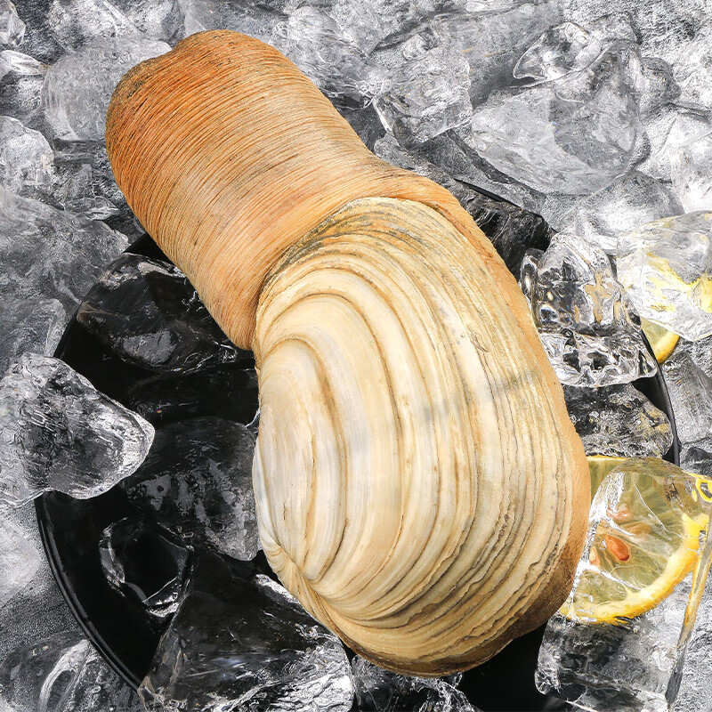 鲜象拔蚌蚌海鲜日料刺身鲜活大象鼻象牙蚌2斤象拔蚌鲜活