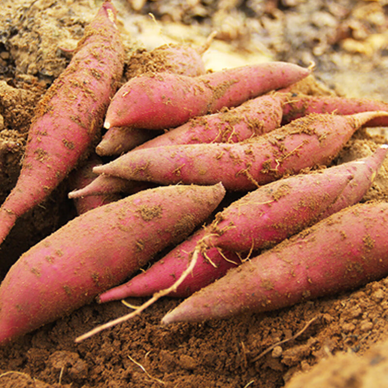 福建六鳌蜜薯 新鲜糖心红蜜薯板栗味香糯番薯地瓜洋芋头 3斤 净重  中