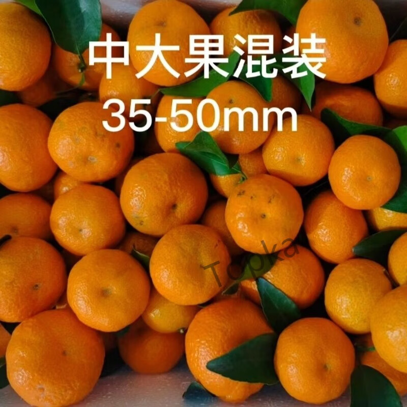 【广西砂糖橘】薄皮无籽无核新鲜沙糖桔 精选5斤装【中大果混装】带箱