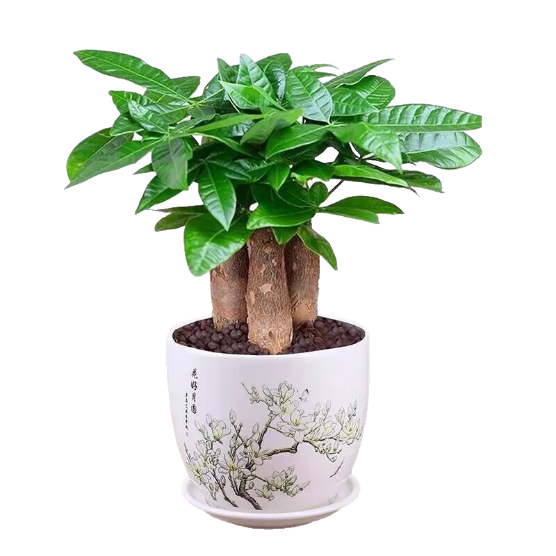 ���ڲ�����̩��˿���˷����������׻����������ֲ�ڼ�+������Բ�մ��� Դͷֱ�� 18.3Ԫ