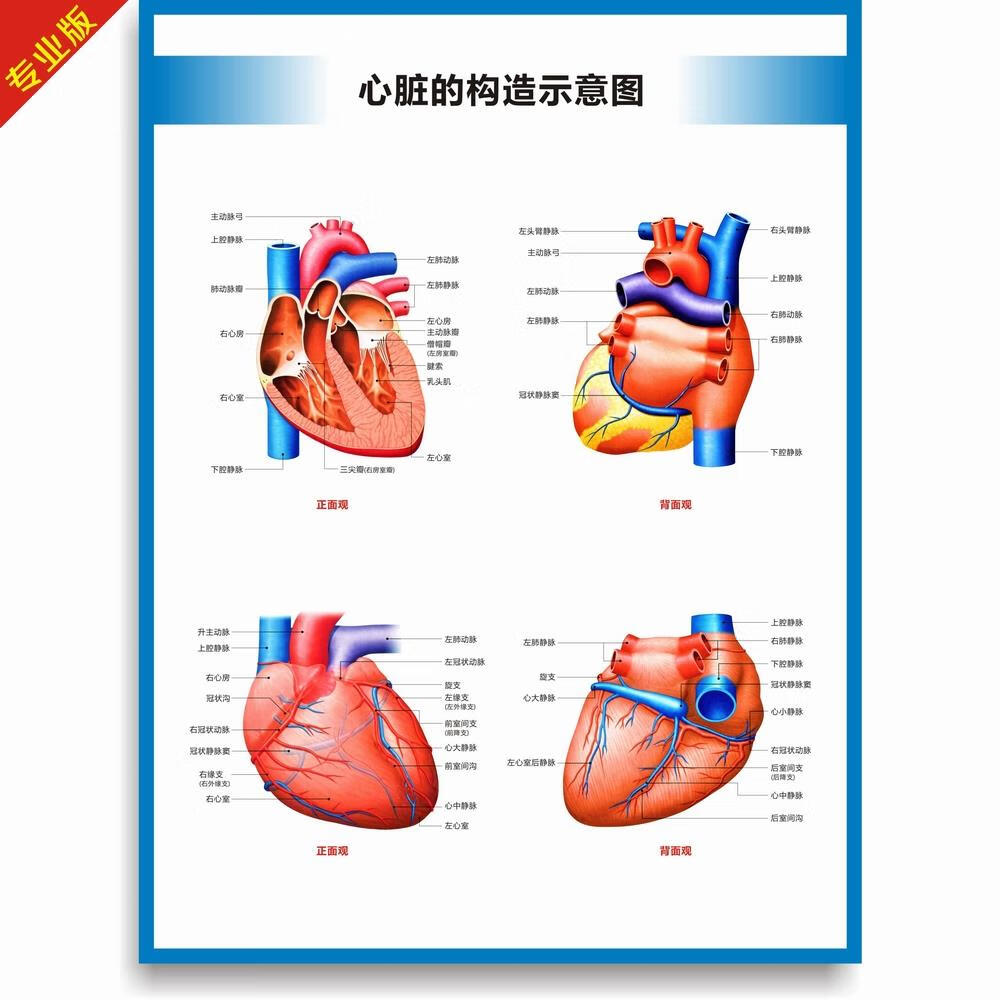 人体血液循环系统图  心脏结构图心脏解剖图人体血液循 心脏构造图