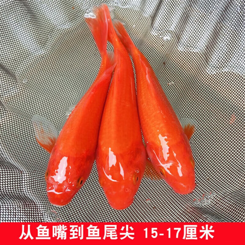 红风水鱼观赏鱼冷水鱼好养耐活淡水中小型鱼 火鲤全红锦鲤15-17cm3条