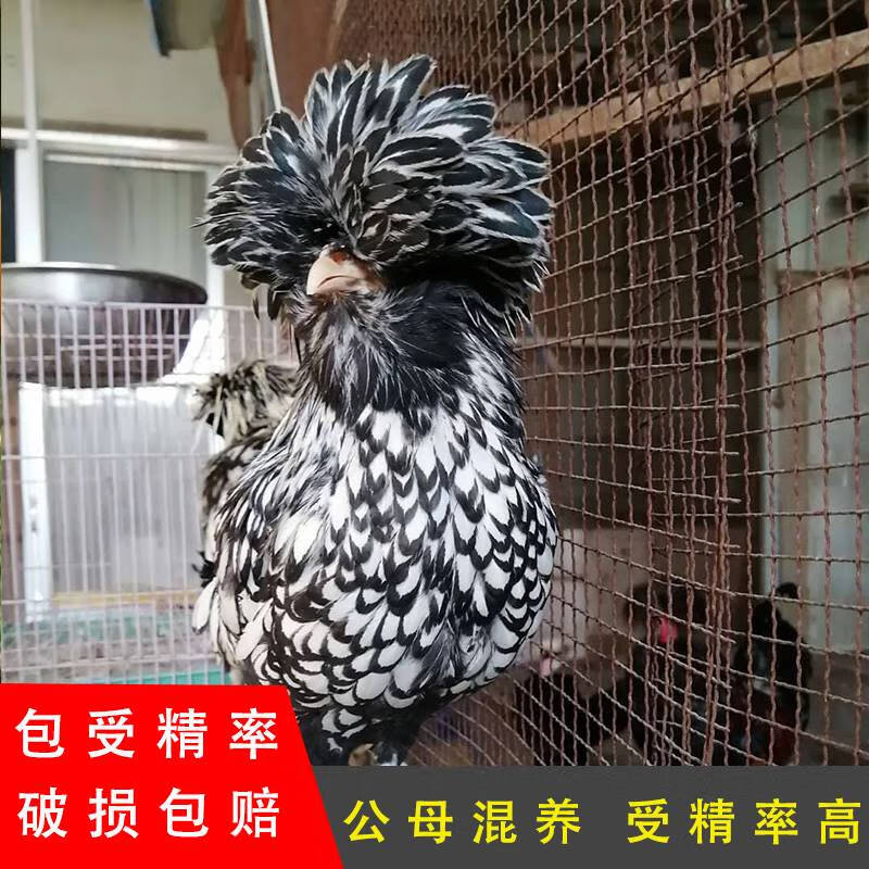 微山湖受精蛋波兰鸡蛋帽子鸡种蛋观赏鸡波澜受精卵可孵化白头翁珍禽