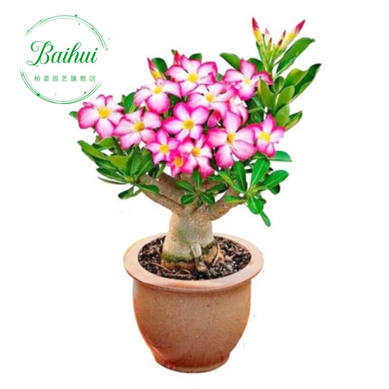柏农茉莉花盆栽四季开花鲜花庭院室内绿植盆景观赏花卉 多色花 沙漠 a