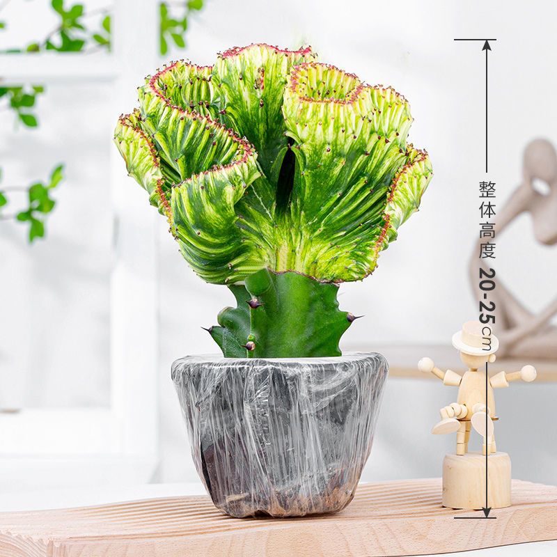 多肉植物玉麒麟盆栽仙人掌彩麒麟盆栽室内客厅吸甲醛花卉绿植盆栽 财源茂盛金麒麟【原盆土发货】