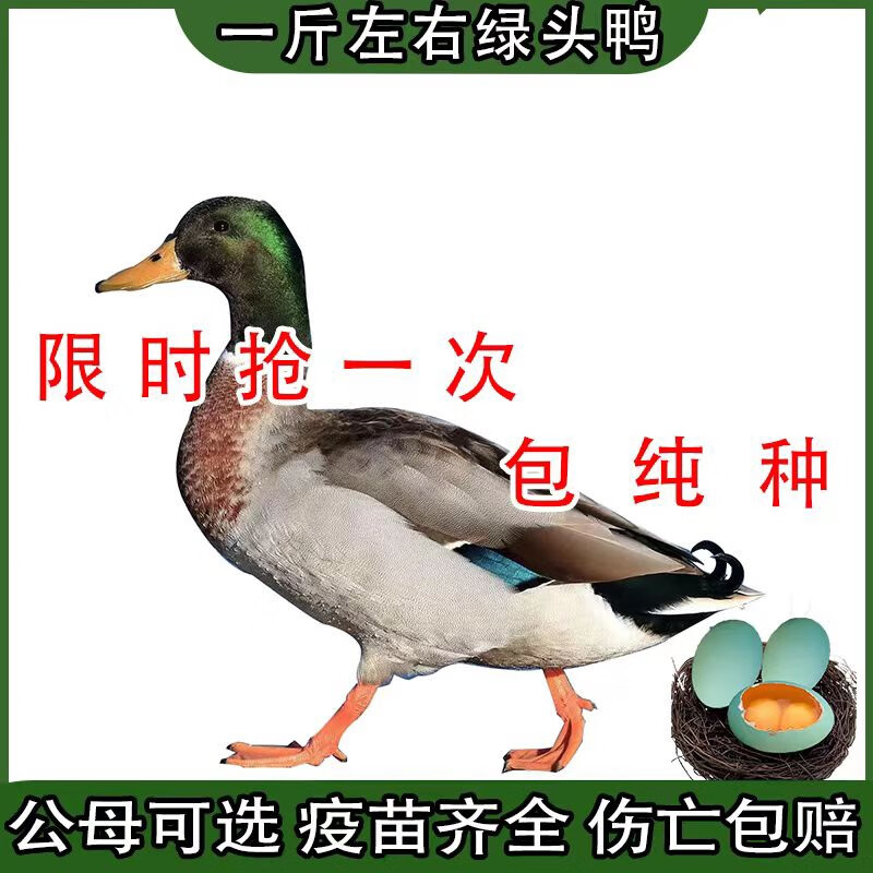 一斤纯种绿头鸭农家散养大种鸭活苗青头鸭苗大种蛋鸭苗黄麻鸭活苗 1斤