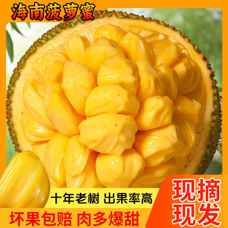 南业果（NANYEGUO）海南三亚菠萝蜜现摘新鲜水果当季黄肉干苞一整个 25-30斤