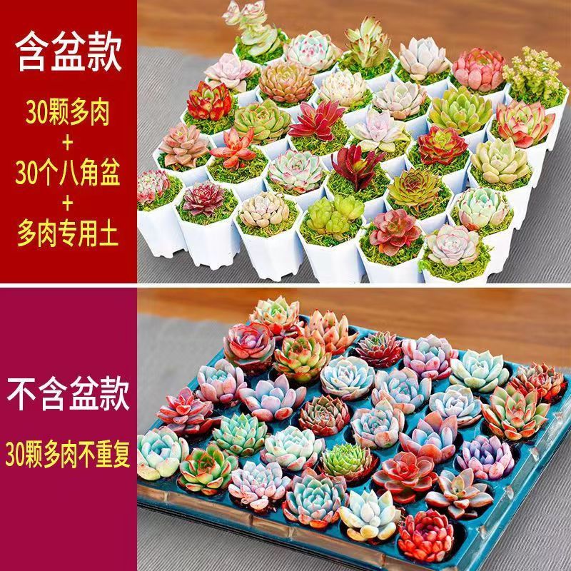 ӣϼ ����ֲ�ﻨ�����Զ���С�������⻨����ֲ�� ���30�ö��� ������