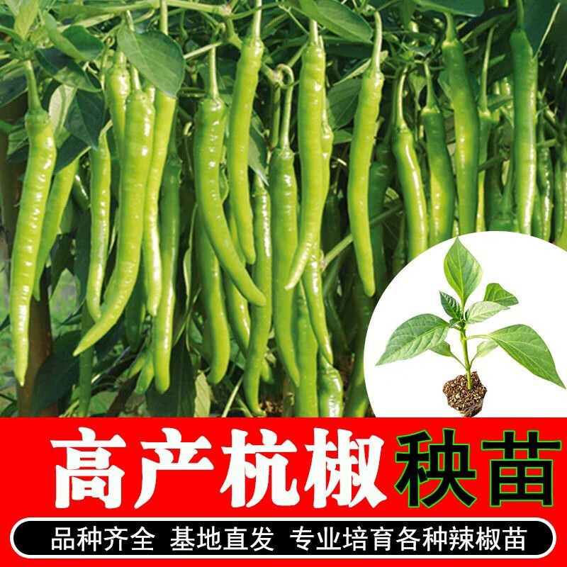 不辣的杭椒苗不辣一号正宗杭椒种籽水果微辣青红小杭州种子辡辩辨 不