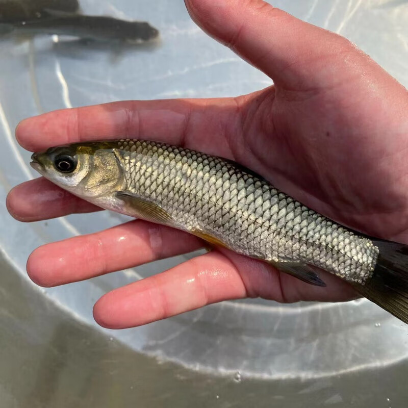 草鱼苗淡水养殖活体食用鱼苗草皖鱼特大半斤草鱼苗黑皖鱼四大家鱼